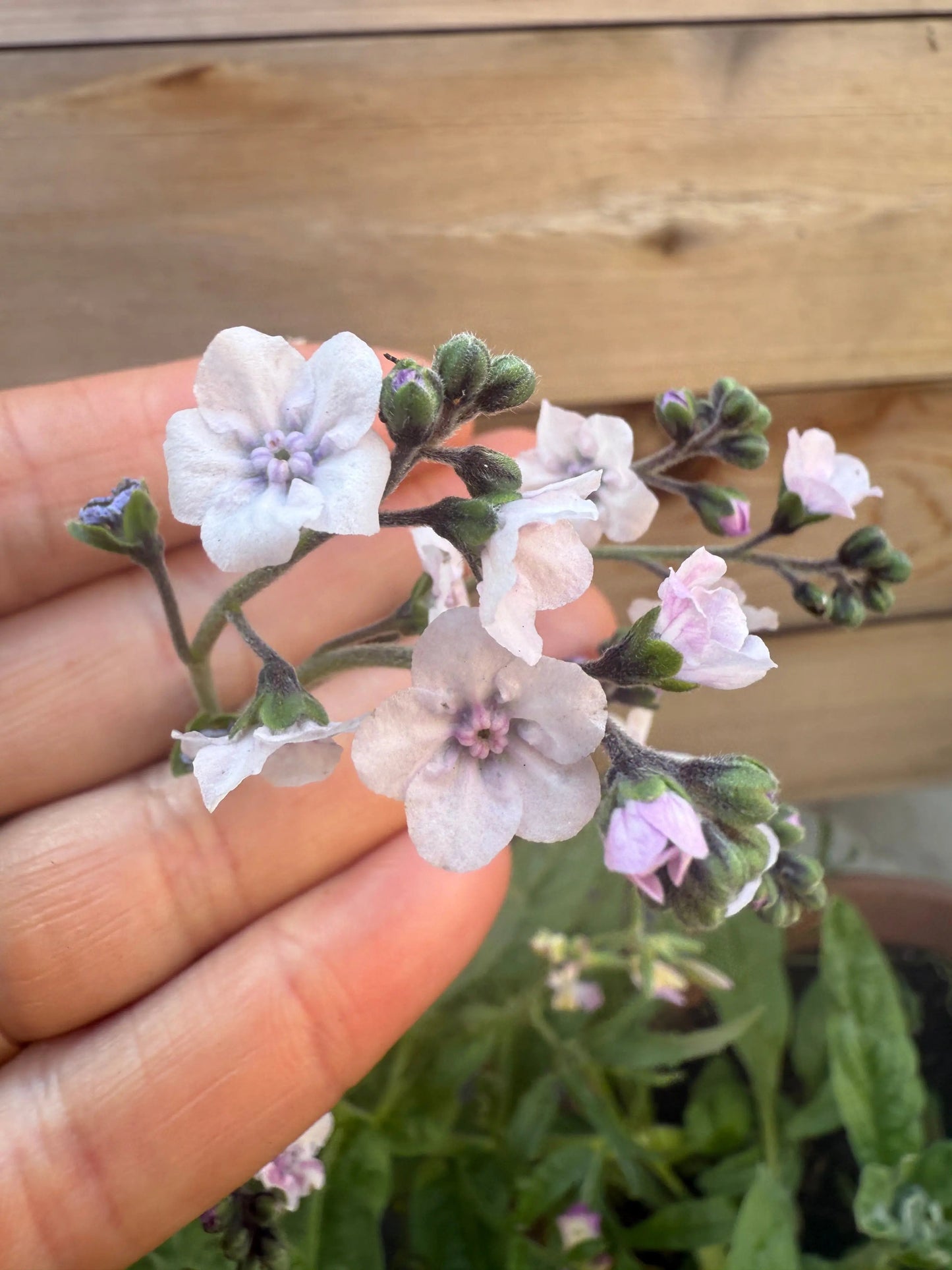 Cynoglossum Mystery Rose