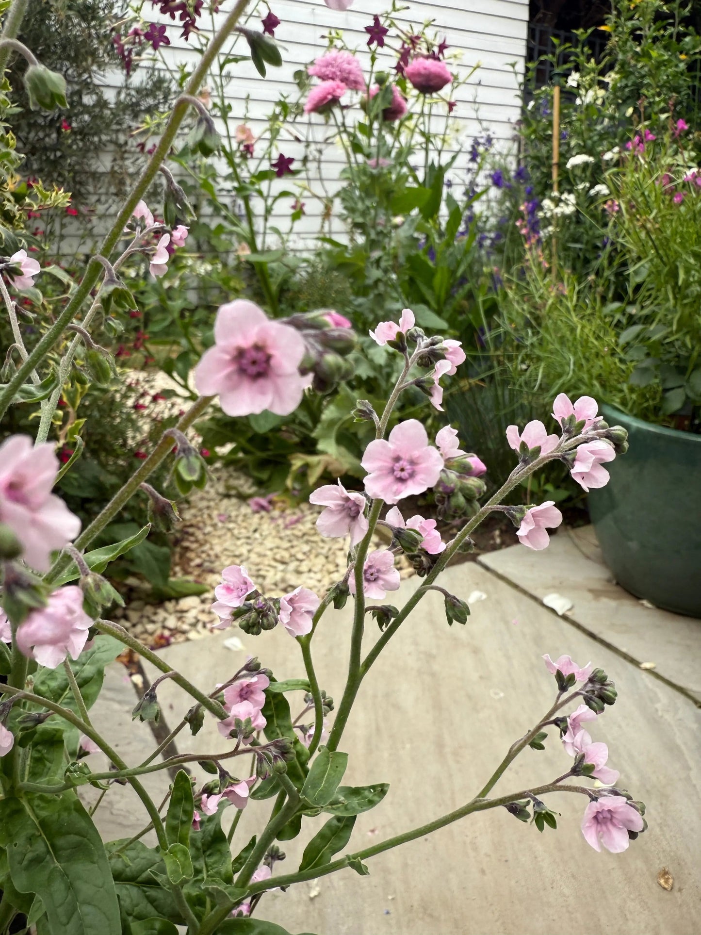 Cynoglossum Mystery Rose