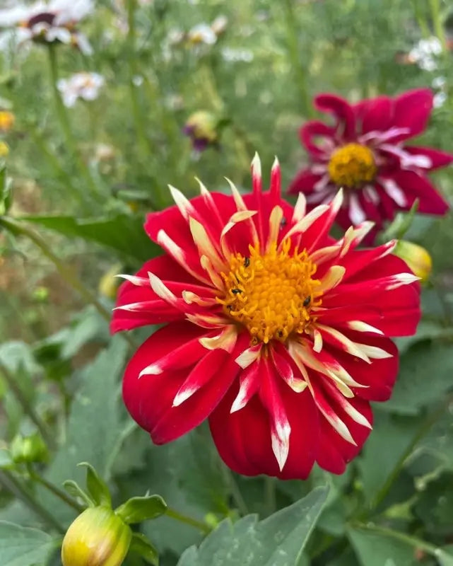 Dahlia Yankee Doodle Dandy Mix