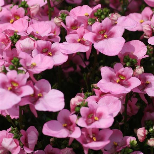 DIASCIA Piccadilly Hot Pink - 9cm pot