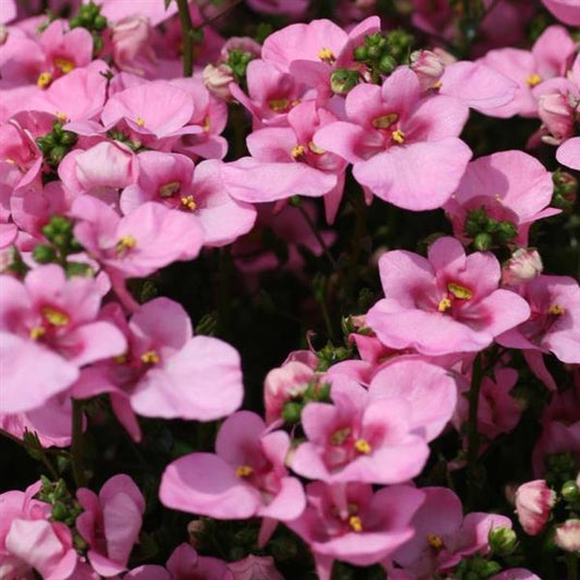 DIASCIA Piccadilly Hot Pink - 9cm pot