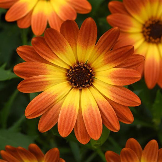 OSTEOSPERMUM FlowerPower Orange Orbit - 9cm pot