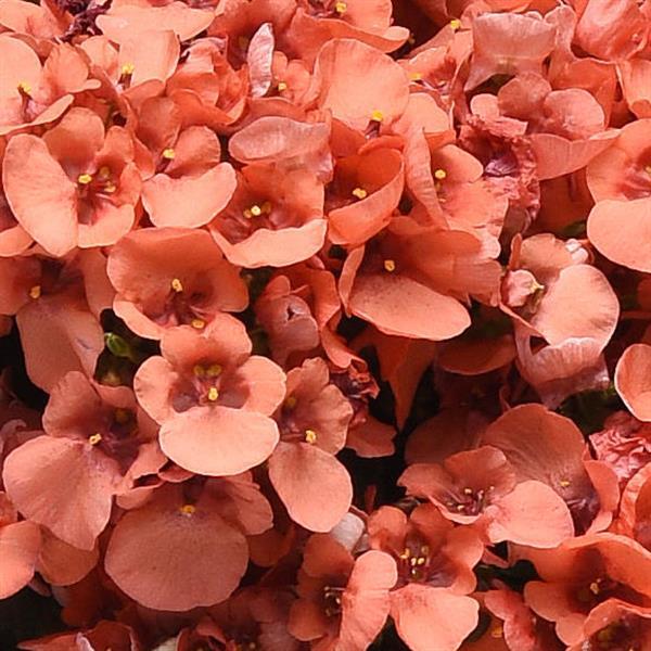DIASCA Piccadilly Salmon - 9cm pot