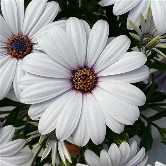 OSTEOSPERMUM FlowerPower White - 9cm pot