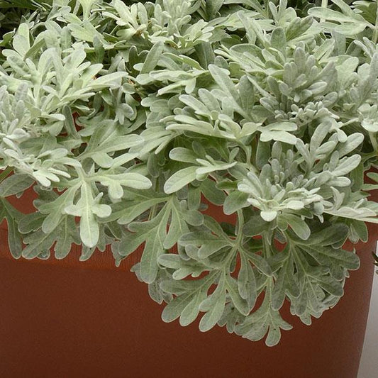 ARTEMISIA stelleriana Silver Brocade - 9cm pot