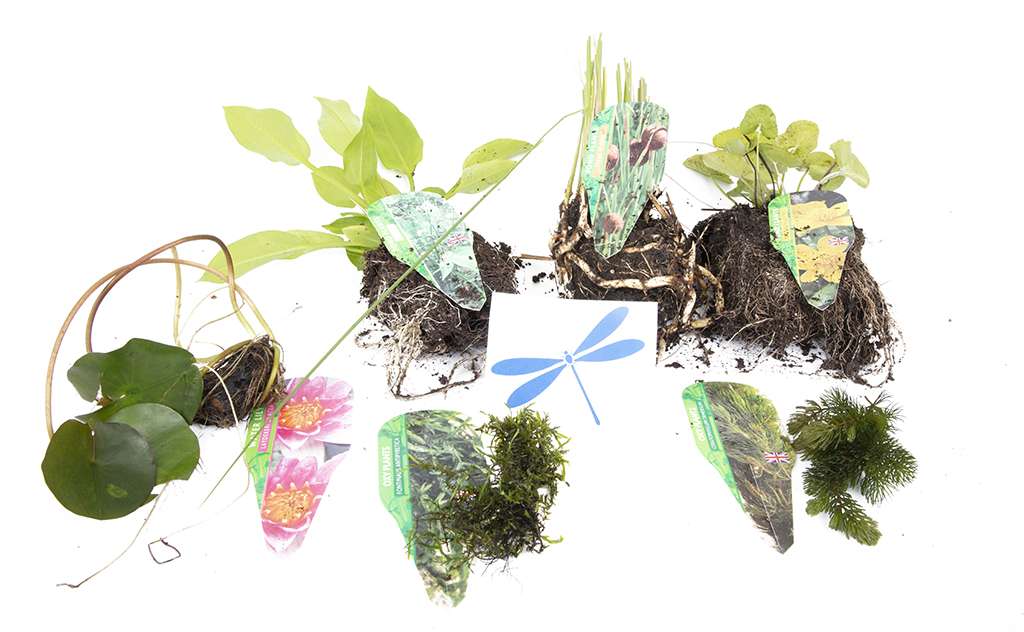 Lincolnshire Pond Plants dragonflies & damselflies Pack - DDPL01