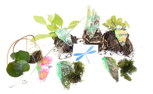 Lincolnshire Pond Plants dragonflies & damselflies Pack - DDPL01