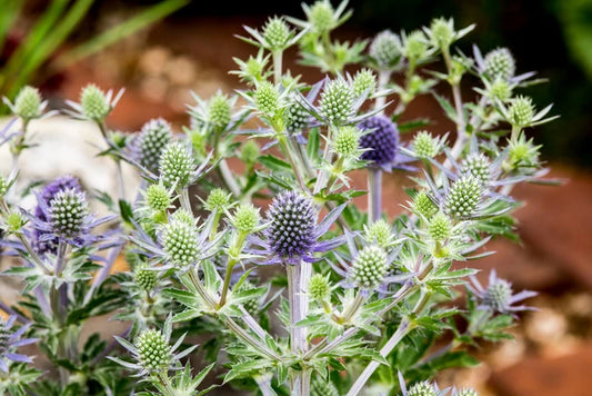 ERYNGIUM Planum Blue Hobbit - 9cm Pot