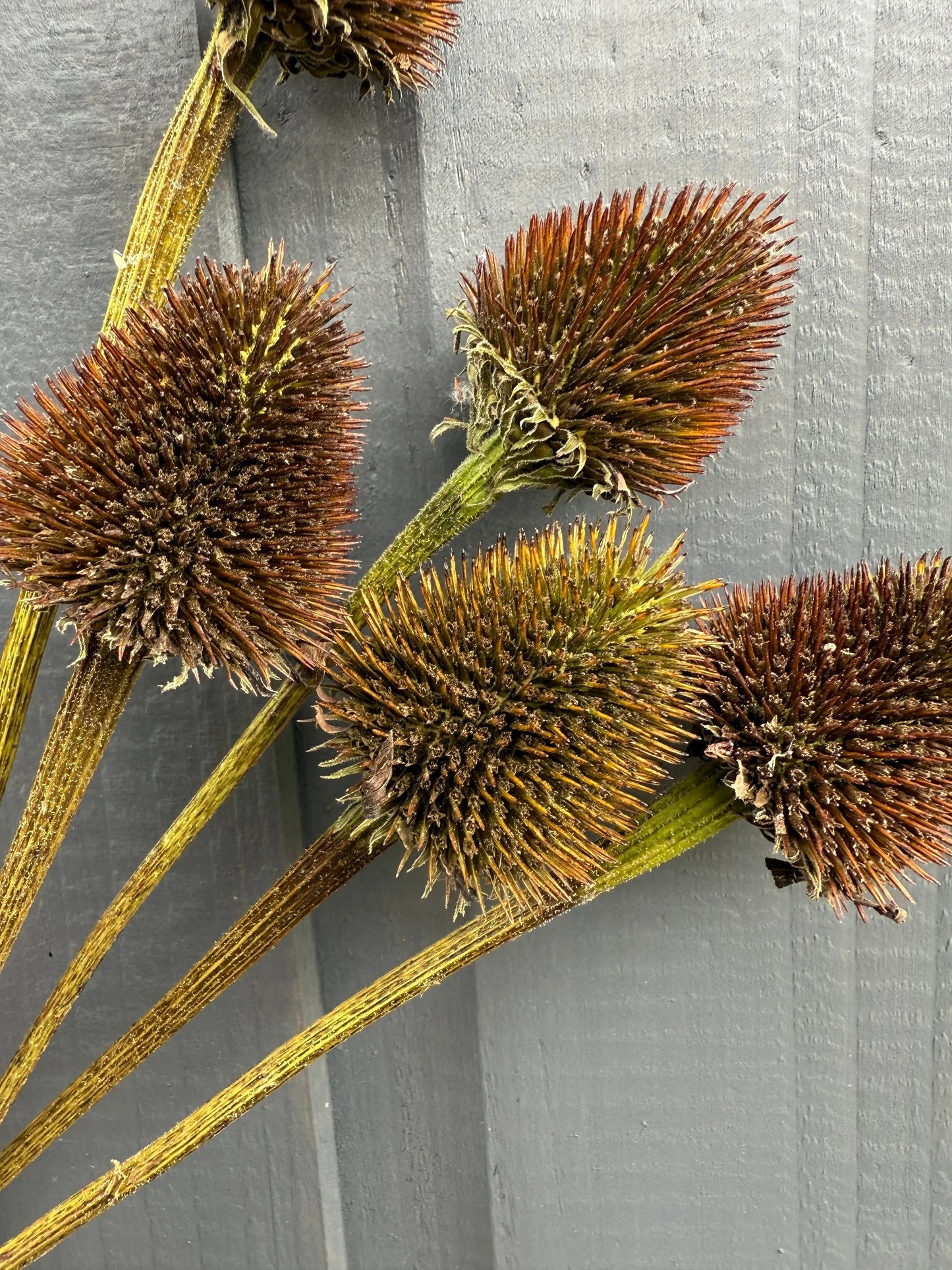 Echinacea Cones Dried