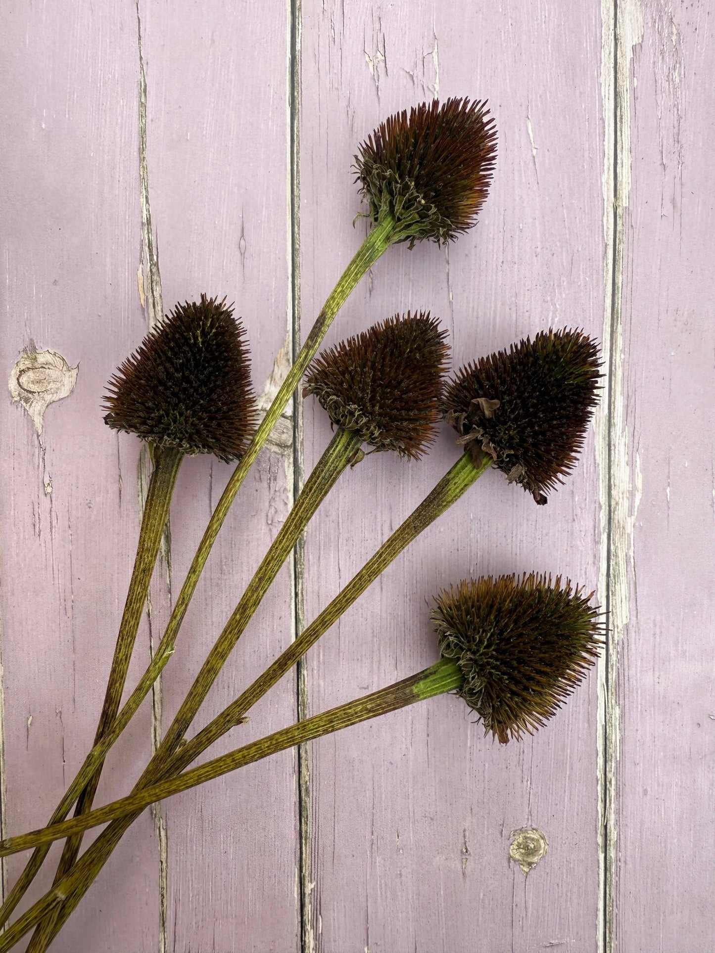 Echinacea Cones Dried