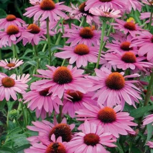 ECHINACEA purpurea Lakota Rose - 9cm Pot