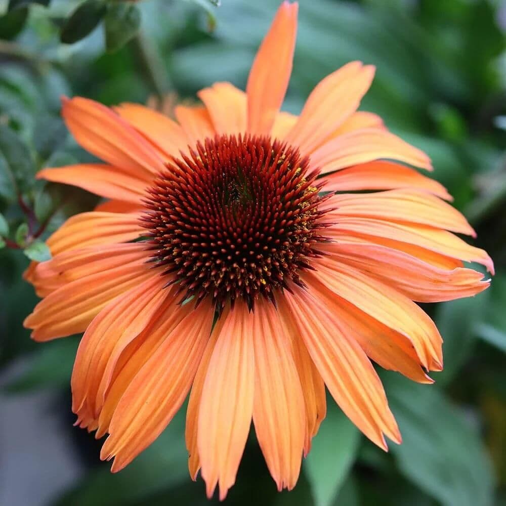 ECHINACEA purpurea Prairie Blaze Orange Sunset - 9cm Pot