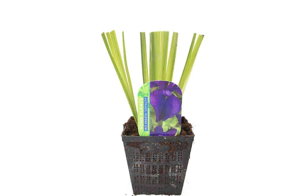 Iris ensata 'Loyalty' - BP064 Packs