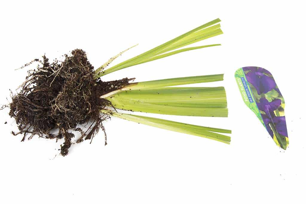 Iris ensata 'Loyalty' - BP064 Packs