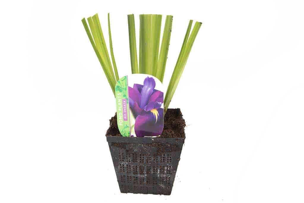 Iris ensata (Iris kaempferi) - Marginal Pond Plants - BP049