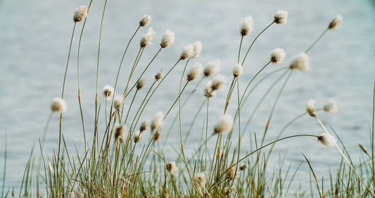 Eriophorum angustifolium (Cotton grass) - Marginal Pond Plants - MBP035