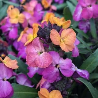 Erysimum linifolium Erysistible Sunset - 9cm Pot