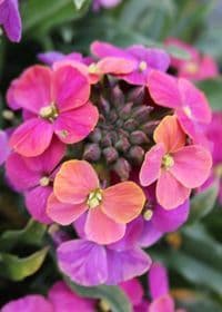 ERYSIMUM linifolium Erysistible Tricolor - 9cm pot