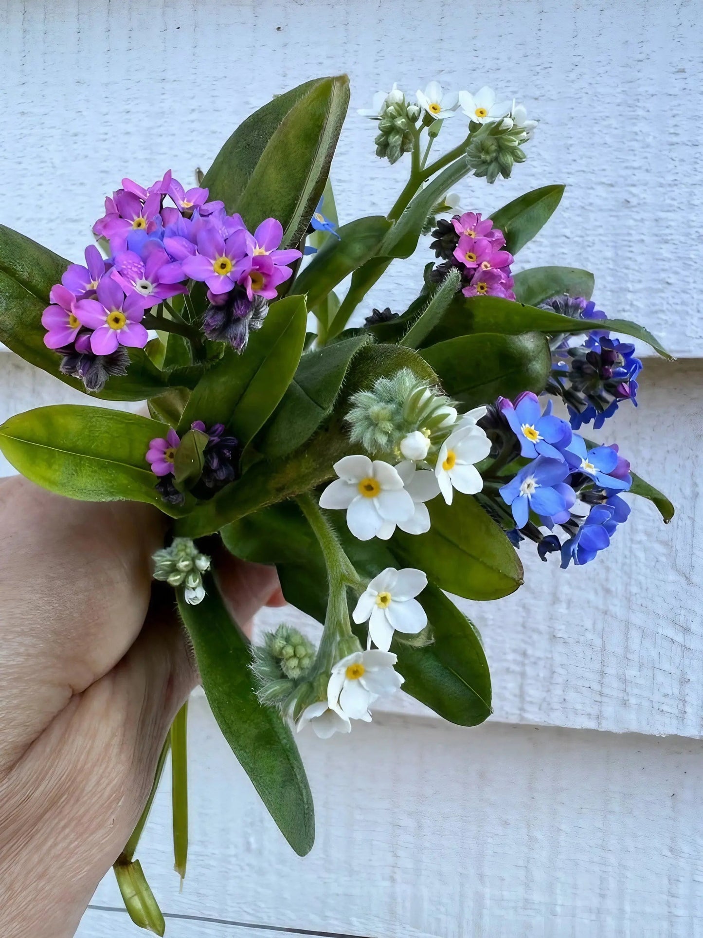 Forget-me-not Victoria Mixed