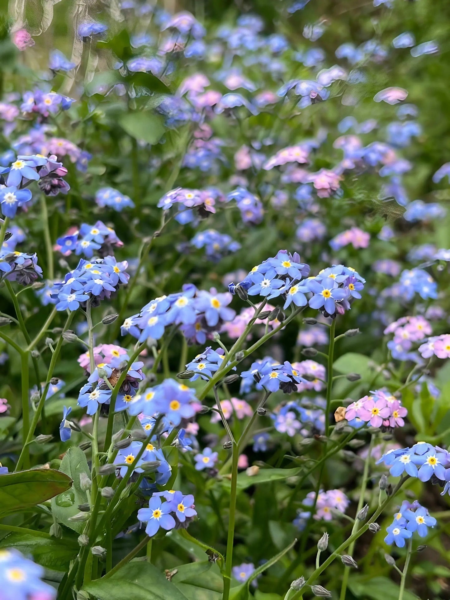 Forget-me-not Victoria Mixed