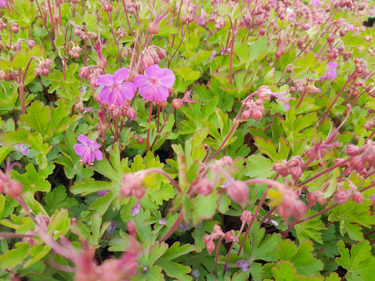 GERANIUM macrorrhizum Sandy's Smile - 9cm Pot