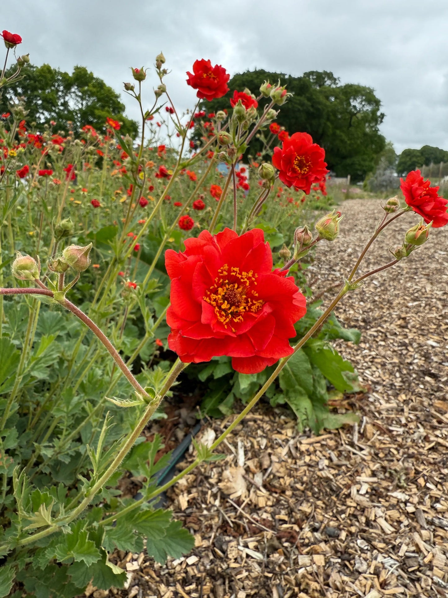 Geum Mrs Bradshaw