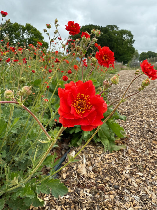 Geum Mrs Bradshaw