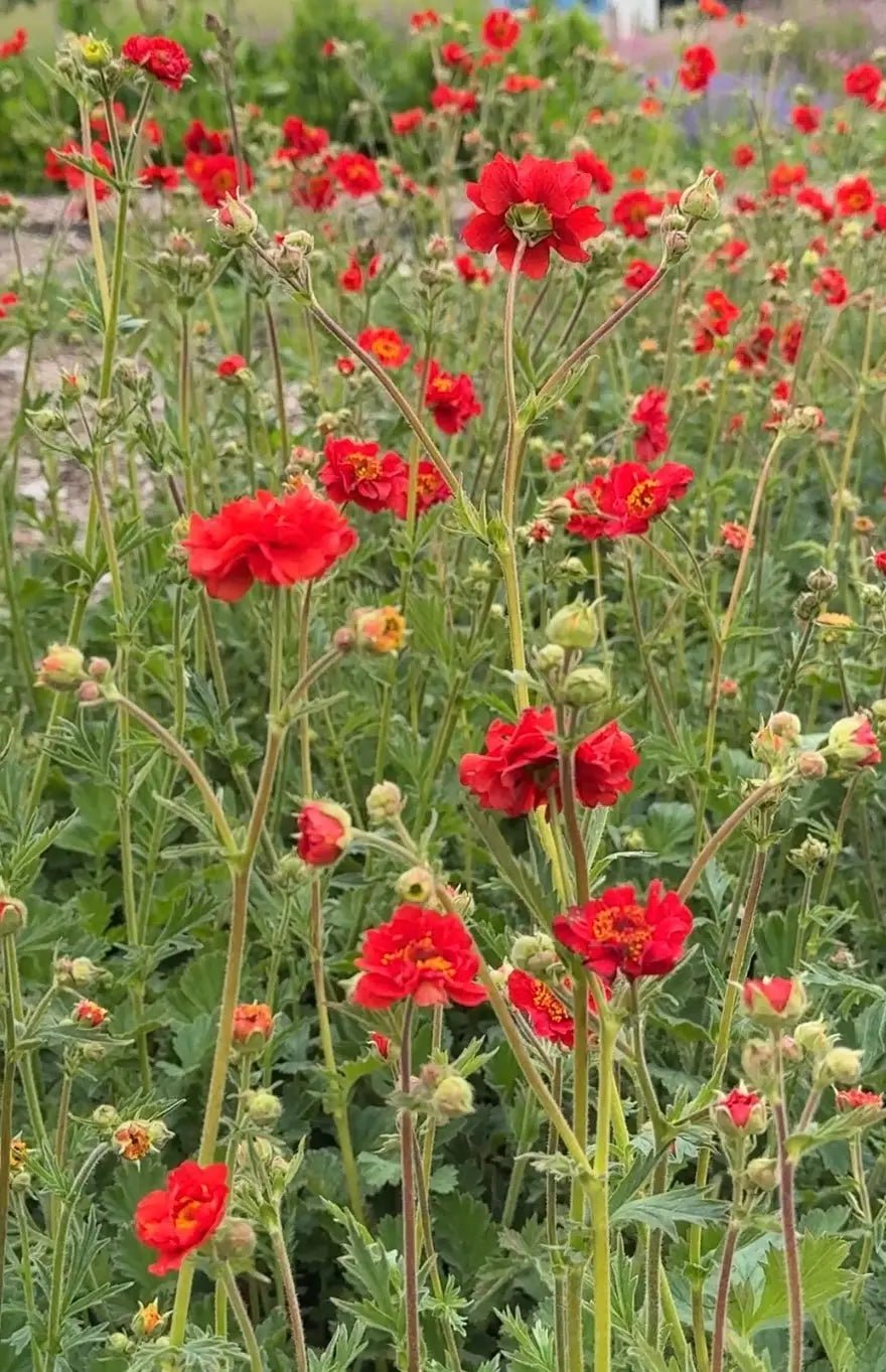 Geum Mrs Bradshaw