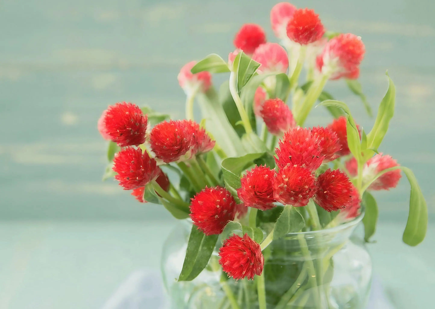 Gomphrena Strawberry Fields