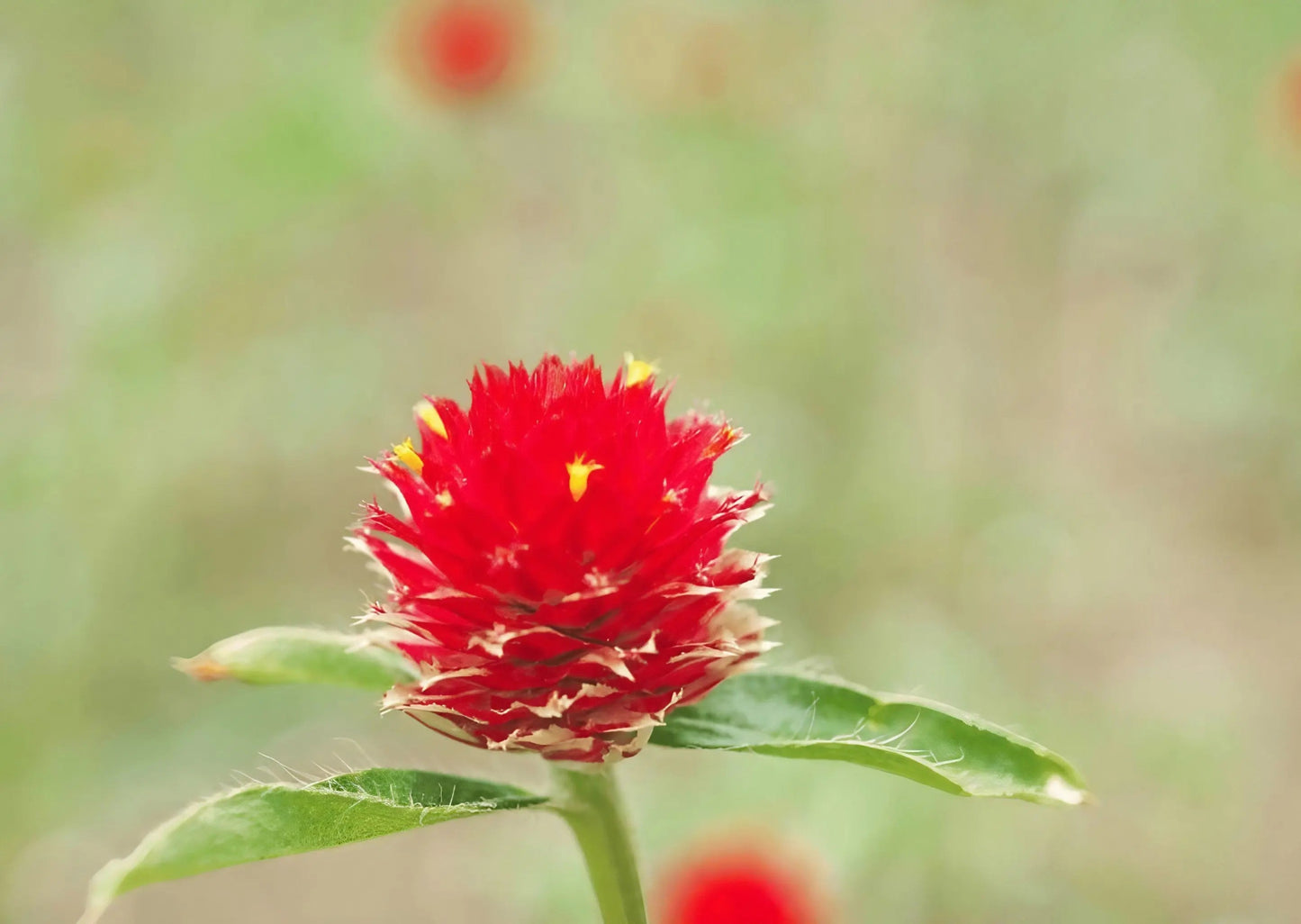 Gomphrena Strawberry Fields