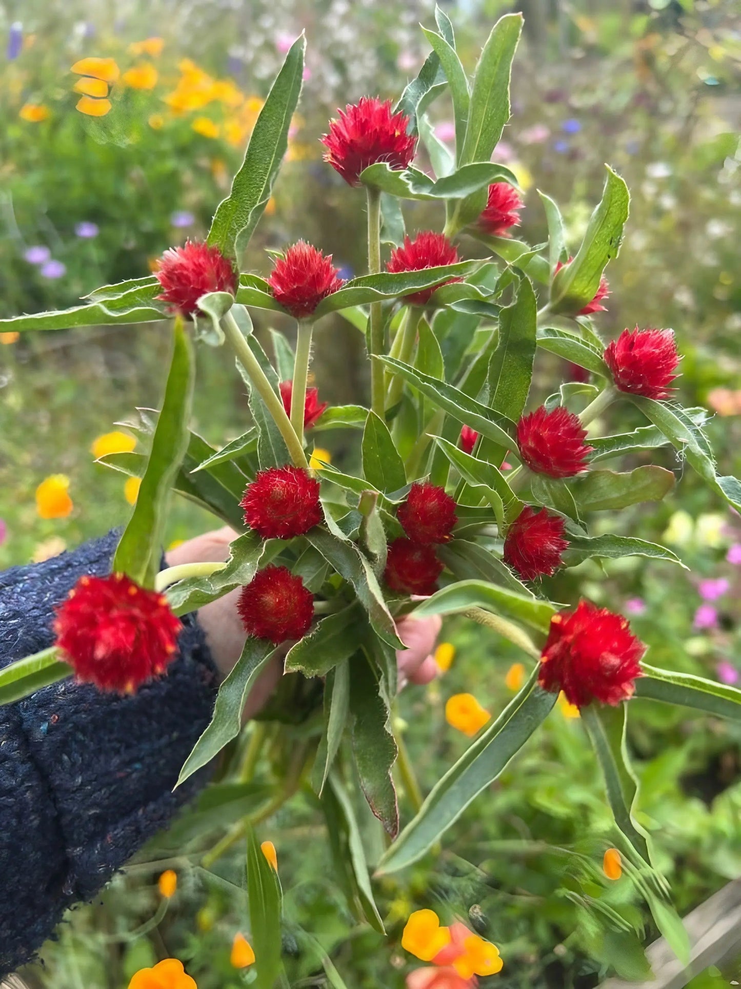 Gomphrena Strawberry Fields