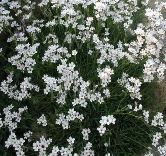 GYPSOPHILA respens Filou White - 9cm Pot