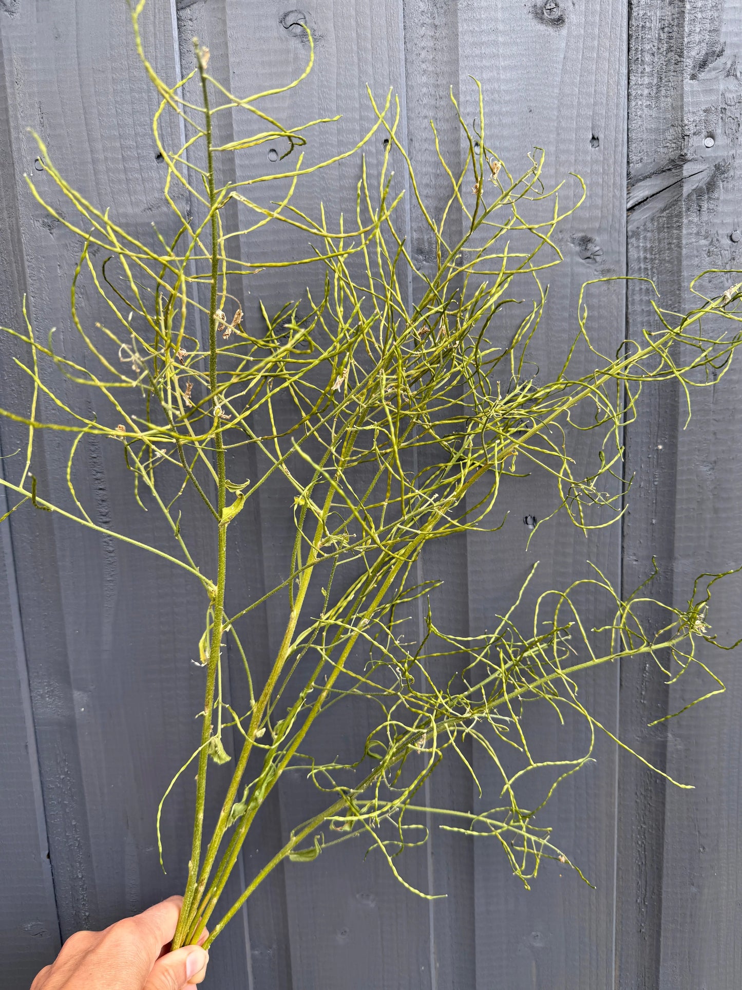 Hesperis (Sweet Rocket) Dried