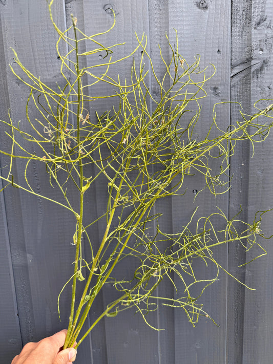 Hesperis (Sweet Rocket) Dried