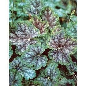 HEUCHERA americana Dales Strain - 9cm Pot