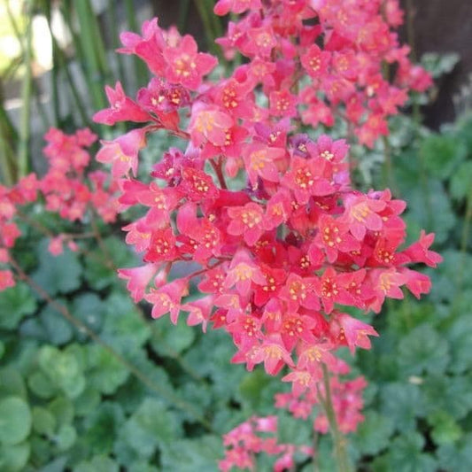 HEUCHERA Coral Forest - 9cm Pot