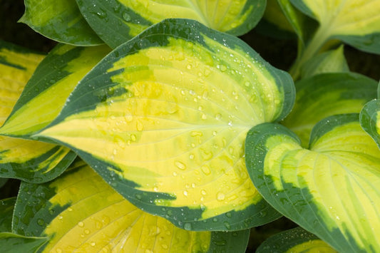 Hosta 'Orange Marmalade' - 9cm pot