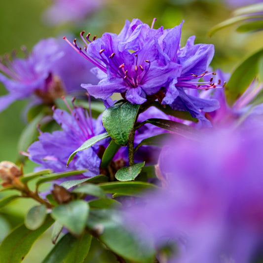 Rhododendron Dwarf Purple 'Ramapo' 1L