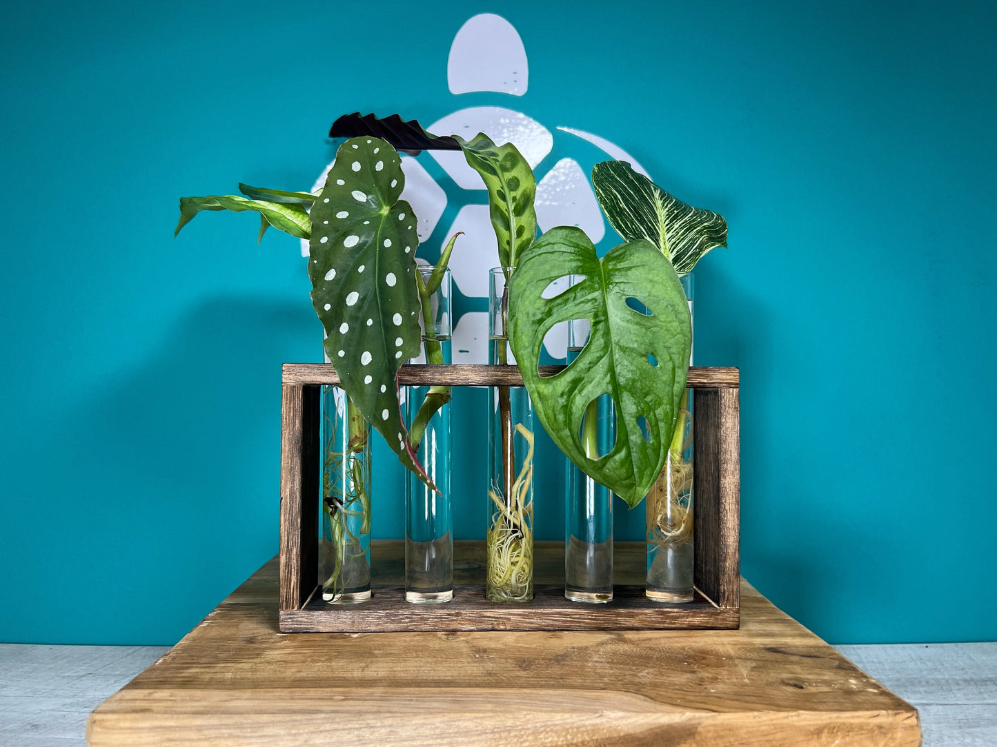 Plant Propagation Gift Set #7