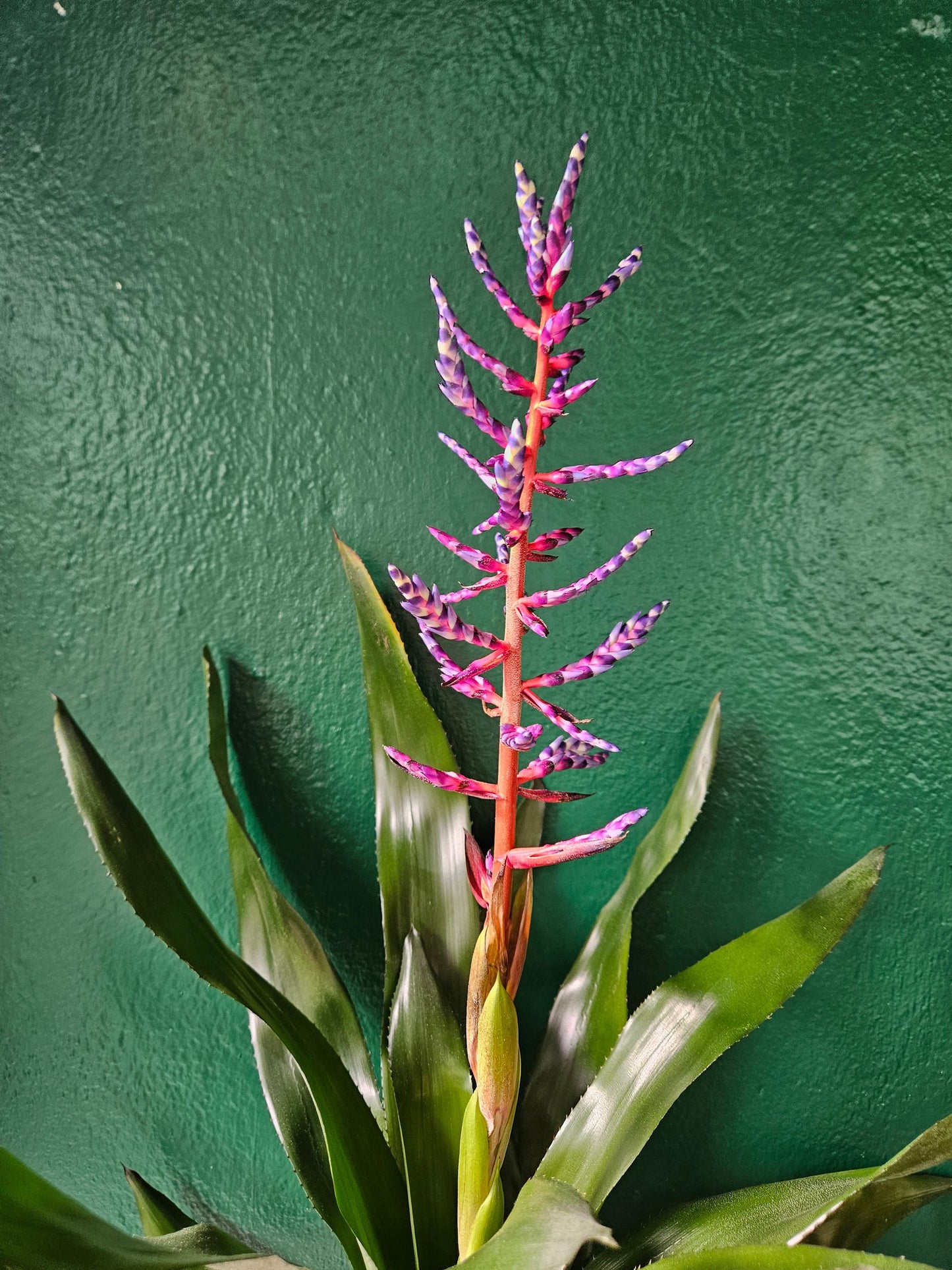 Aechmea Gamosepala 'Blue Rain' (Urn Plant)