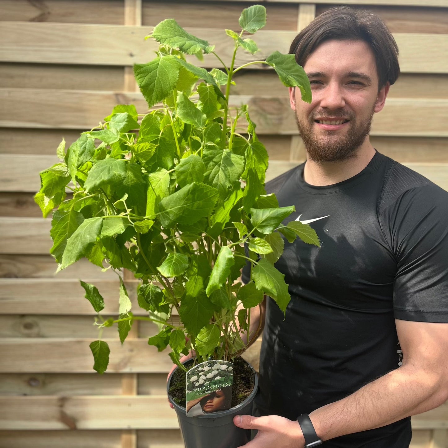 Hydrangea arborescens 'Annabelle' 9cm / 2L
