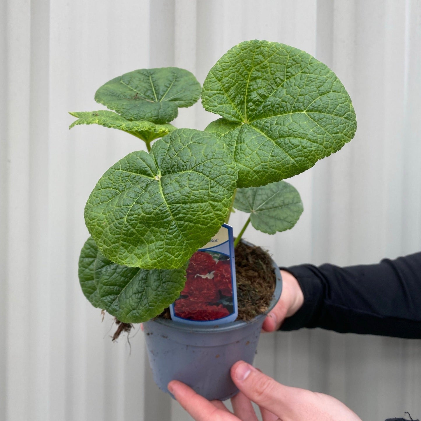 Mix of 3 Holly Hock (3 x 9cm Pot)