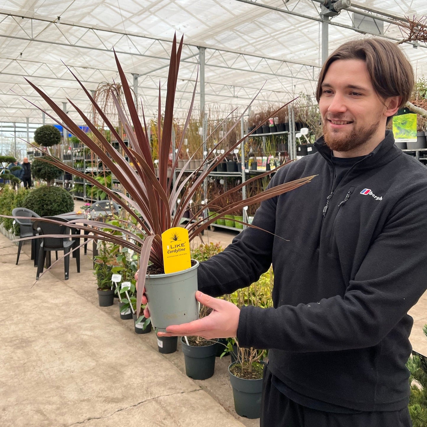 Cordyline australis 'Red Star' (3 sizes available)