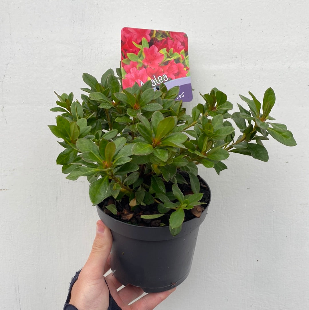 Azalea 'Geisha Red' 1/2L