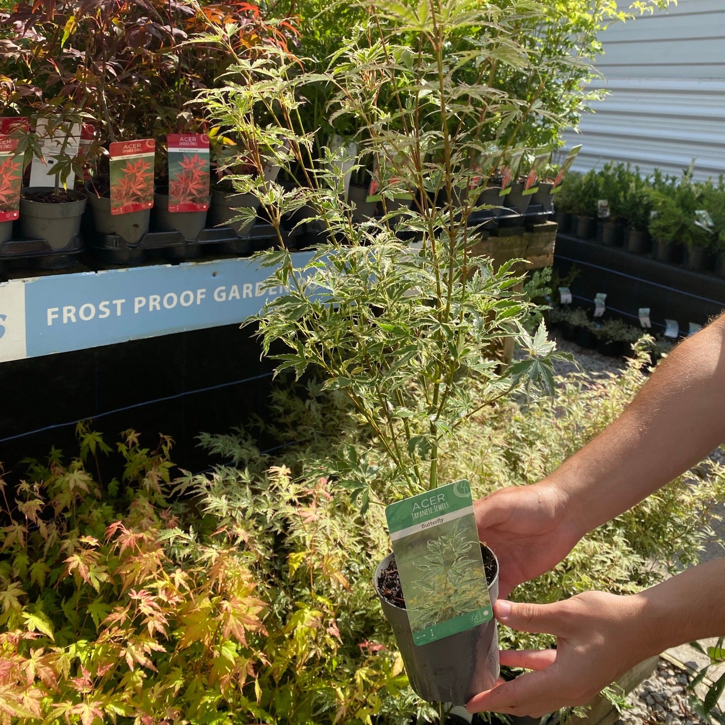 Acer palmatum 'Butterfly' 10.5cm / 2L / 3L
