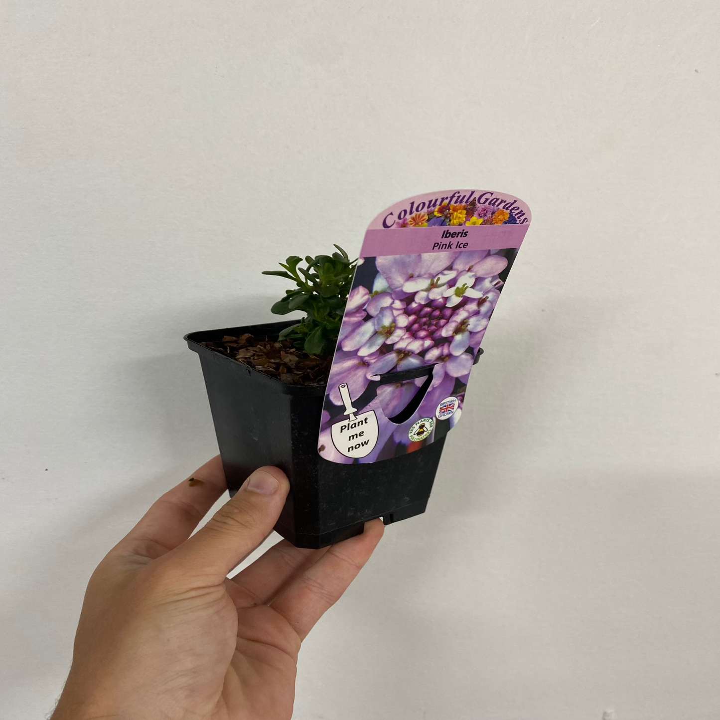 Iberis 'Pink Ice' 9cm / 2L