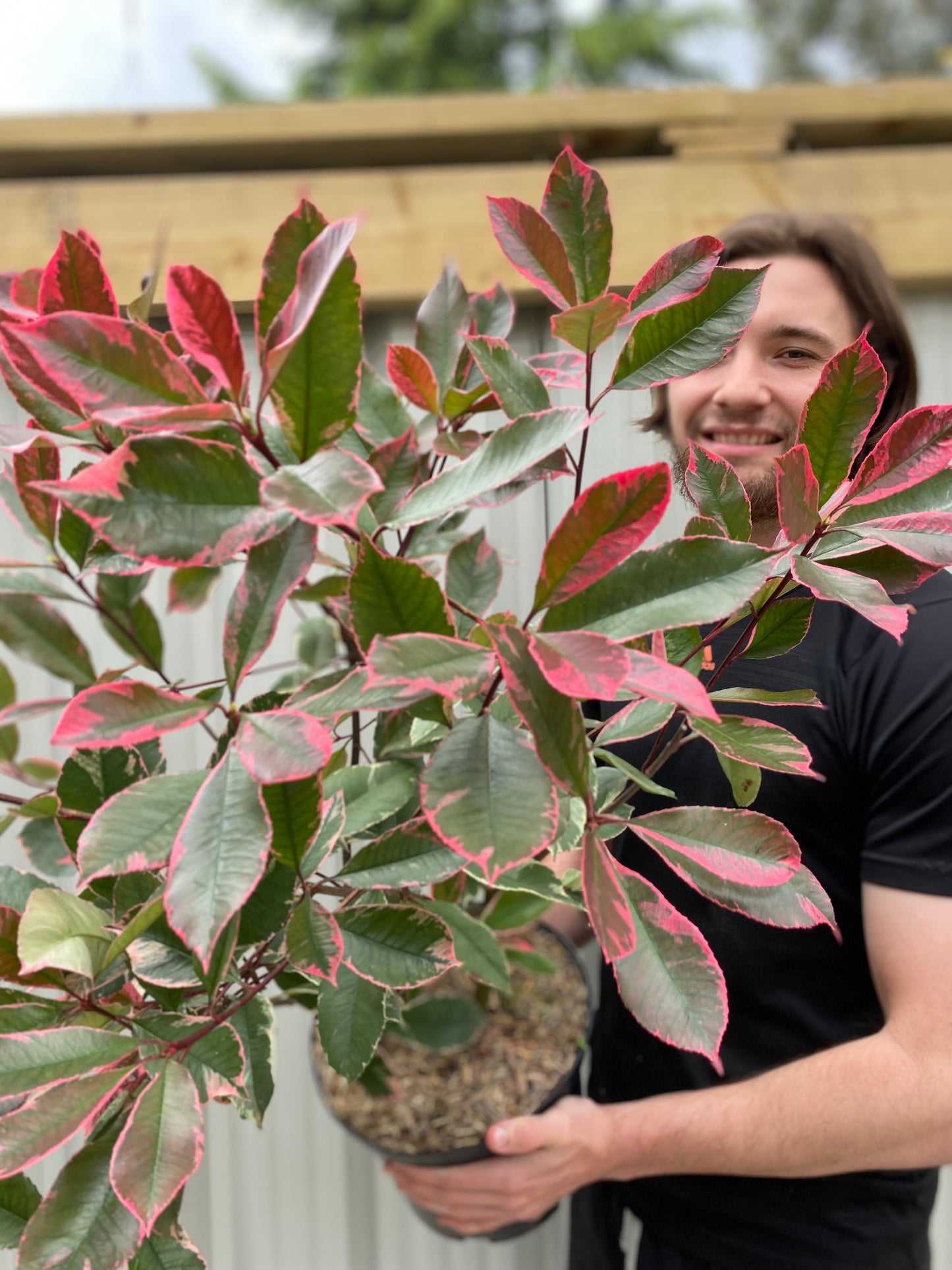 Photina x fraseri 'Louise' 9cm/2L/5L