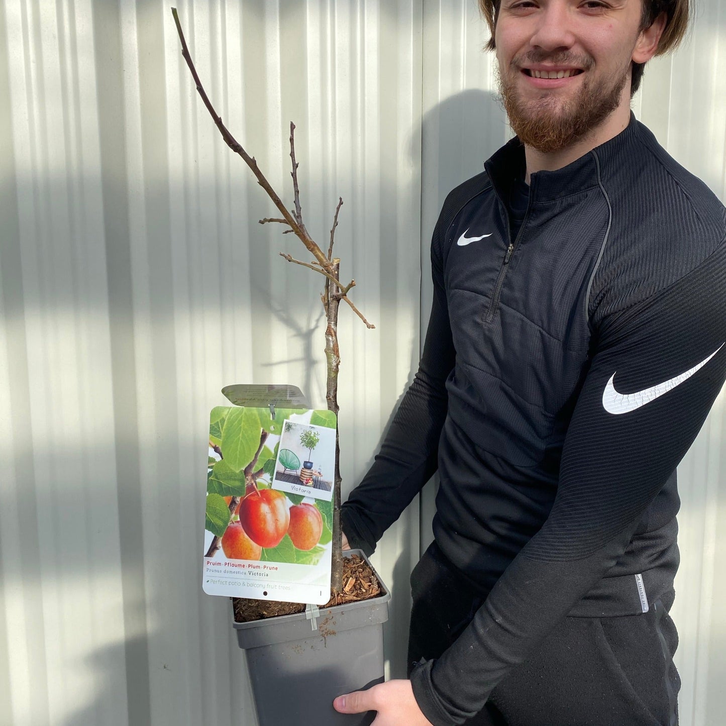 'Victoria' Plum Tree 2L / 4L
