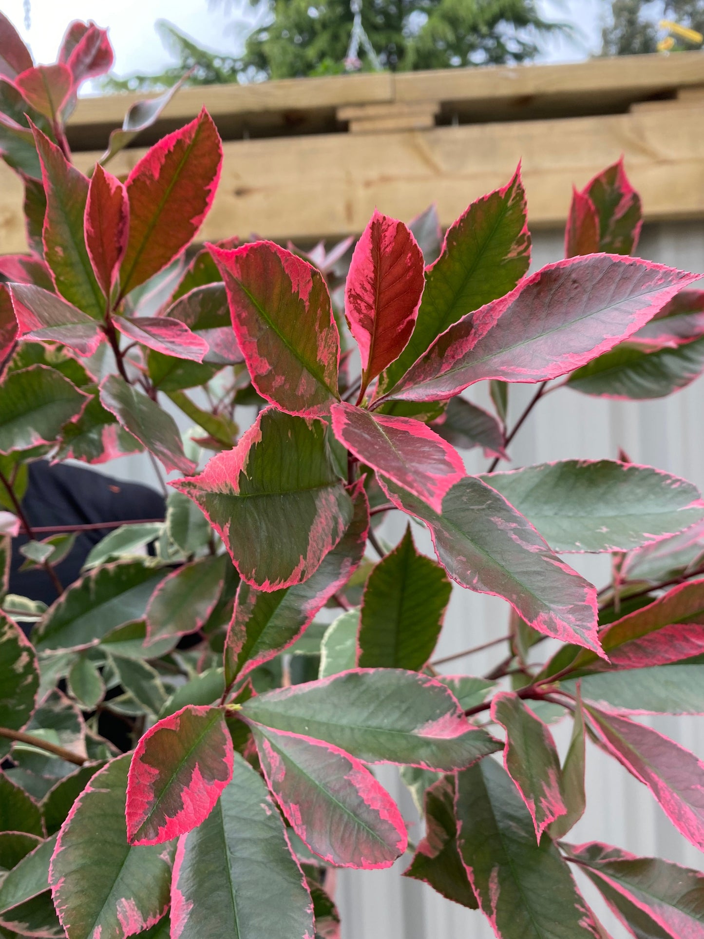 Photina x fraseri 'Louise' 9cm/2L/5L