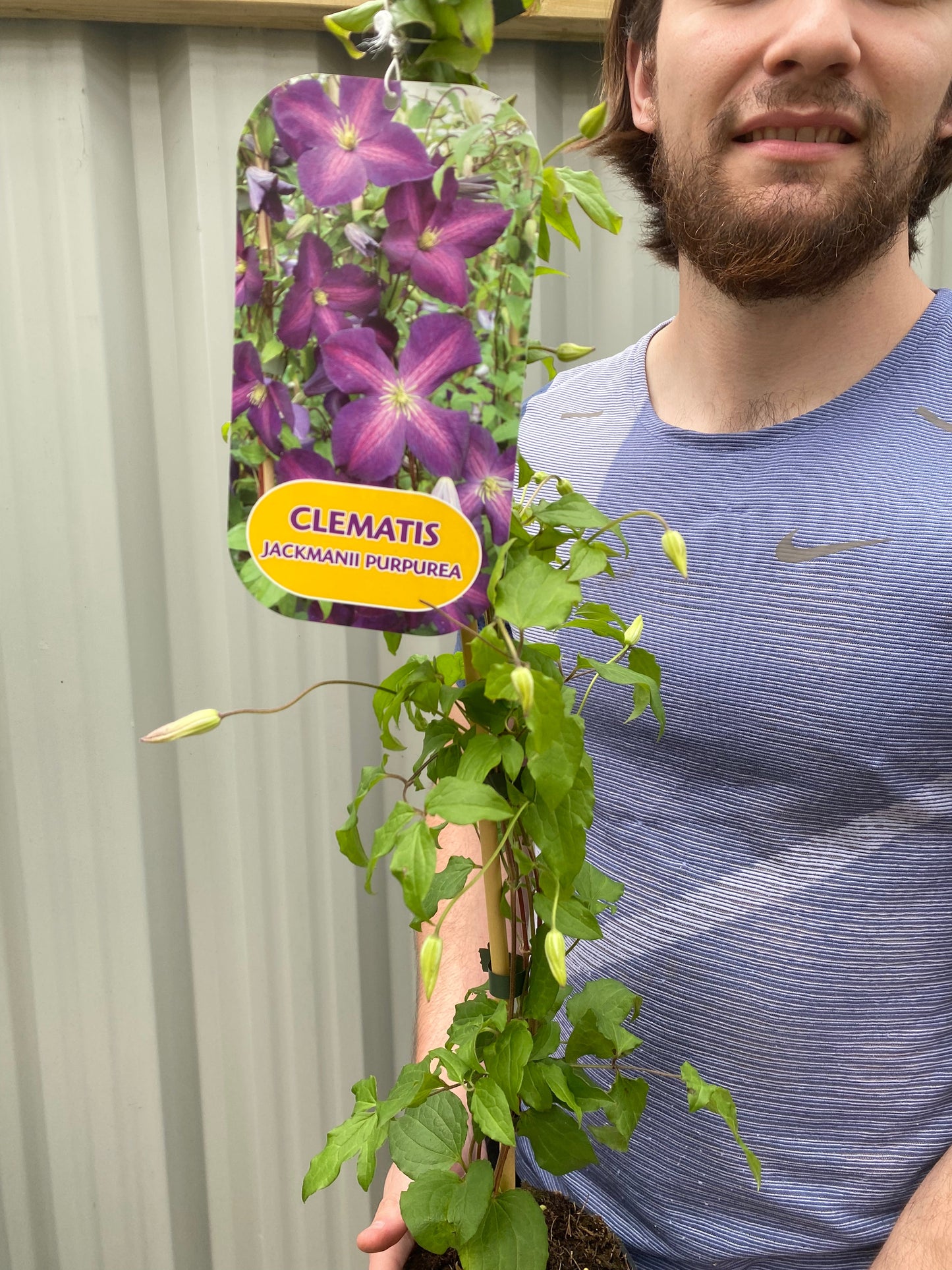 Clematis 'jackmanii purpurea' 60cm